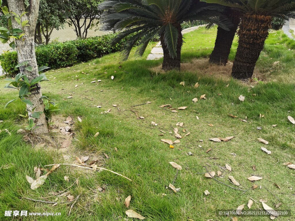 户外草地与树木景观