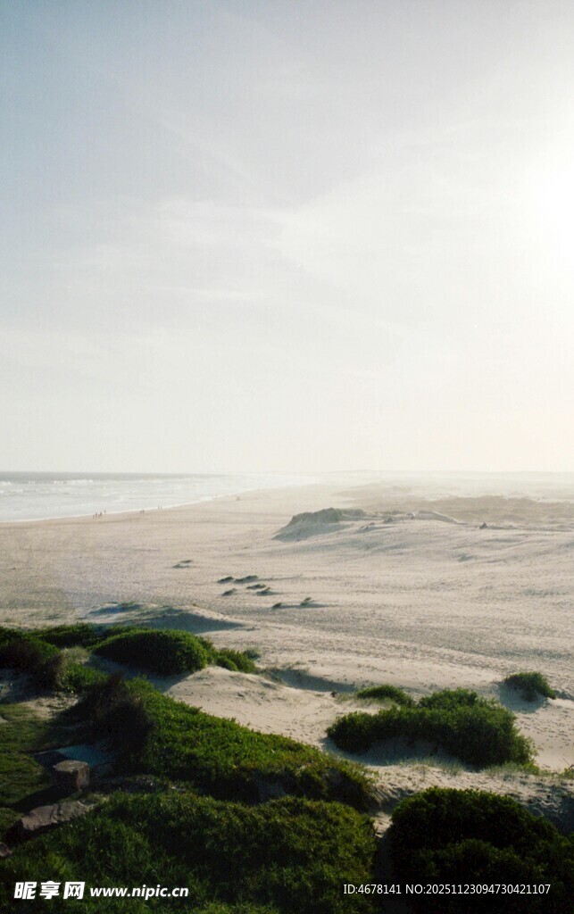 沙漠中的绿意盎然景观