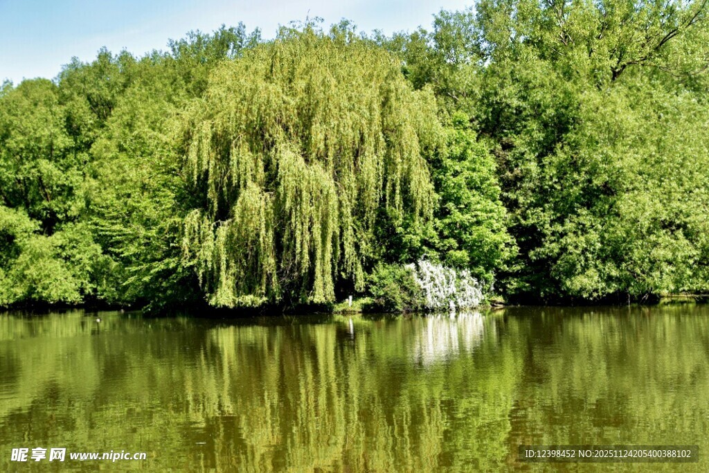 湖畔垂柳