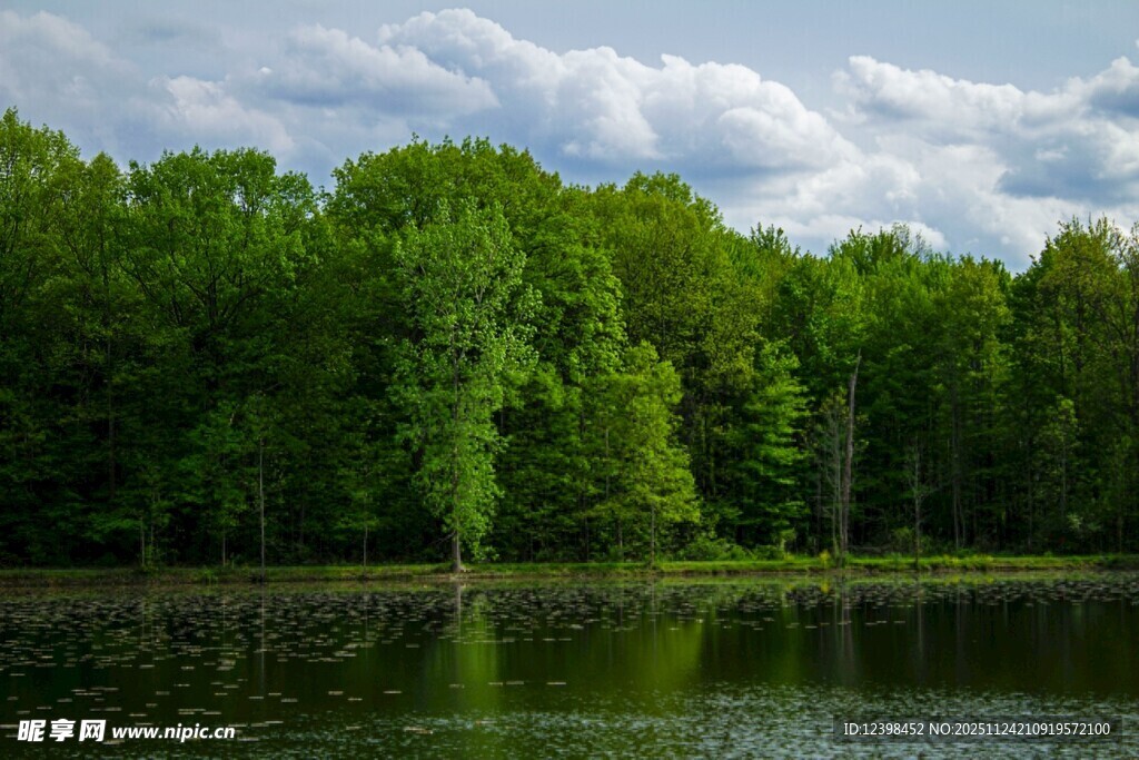 湖畔葱郁树林的自然美景