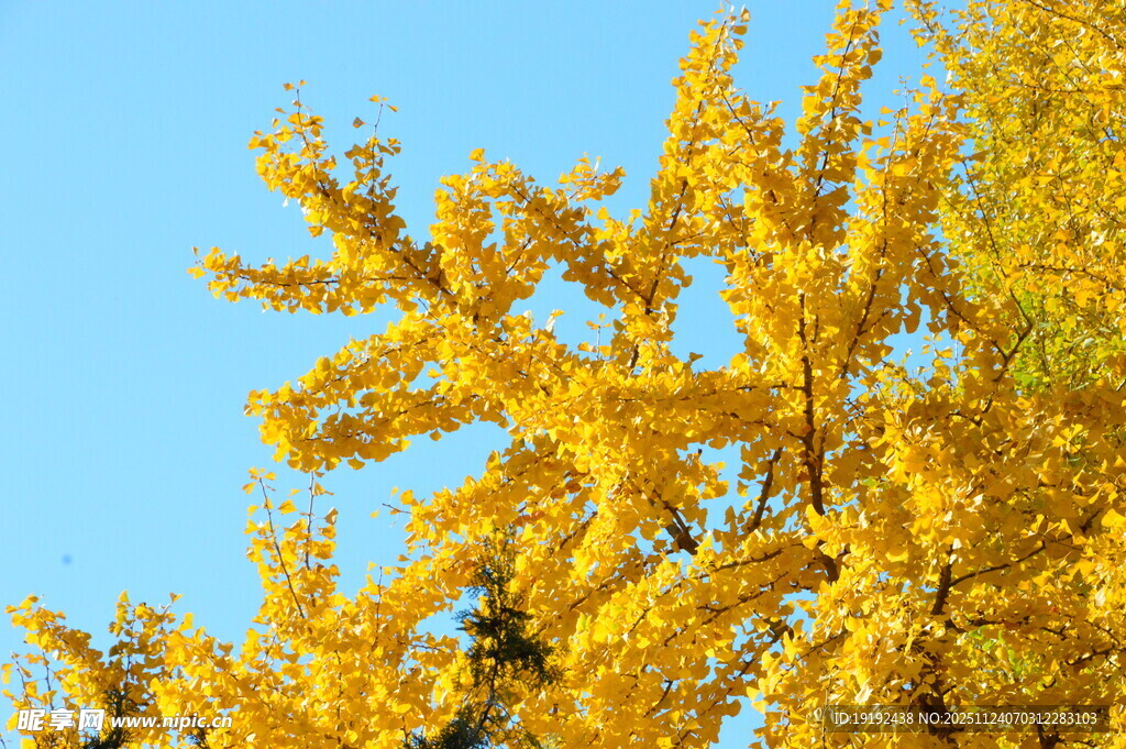 金秋银杏树 