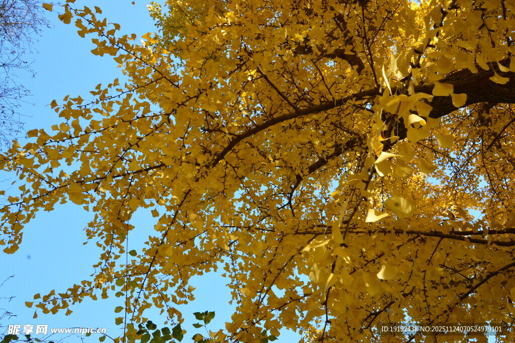 金秋银杏树  