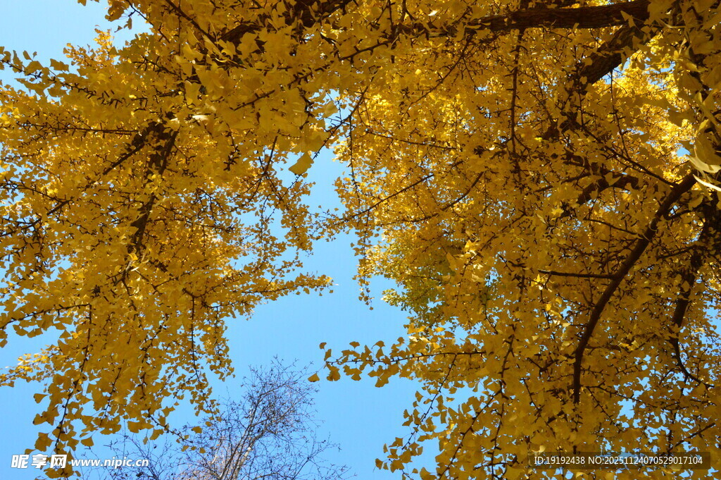 金秋银杏树 