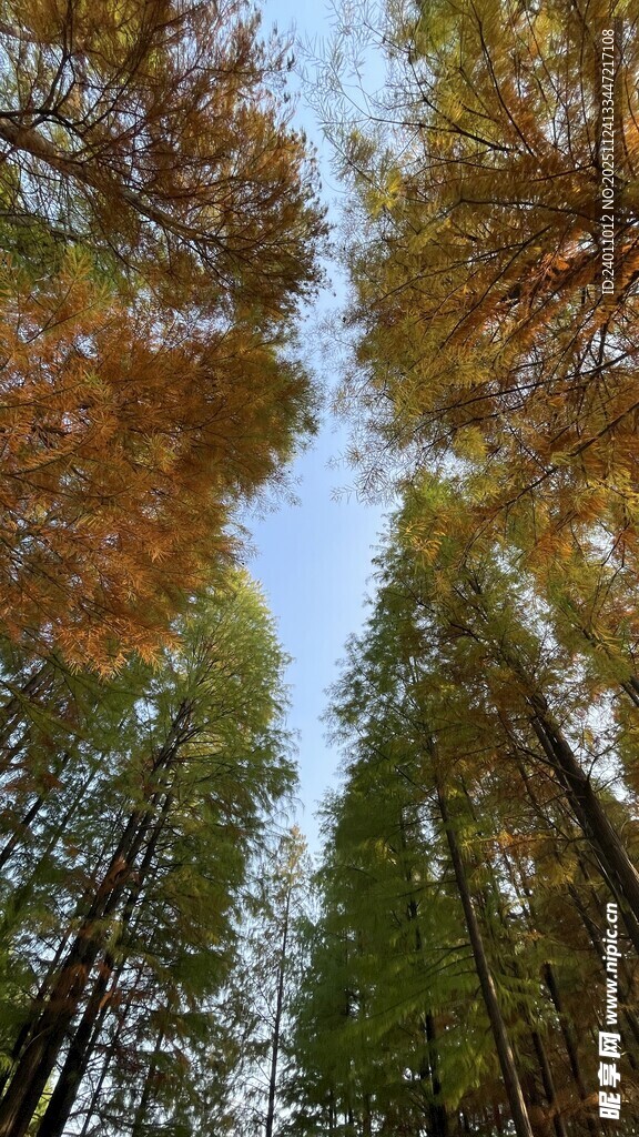 仰观挺拔杉树林