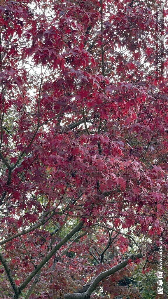 深红枫叶树 春日烂漫景