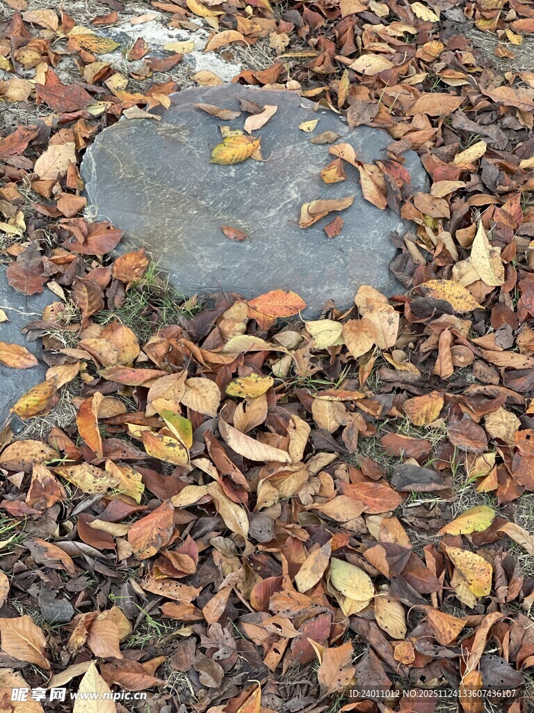 落叶覆盖的地面排水口