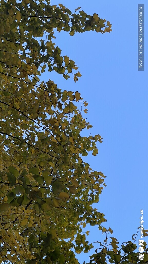 蓝天映衬下的繁茂树叶