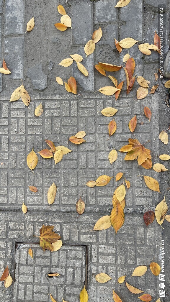 地面洒落的金黄银杏叶片