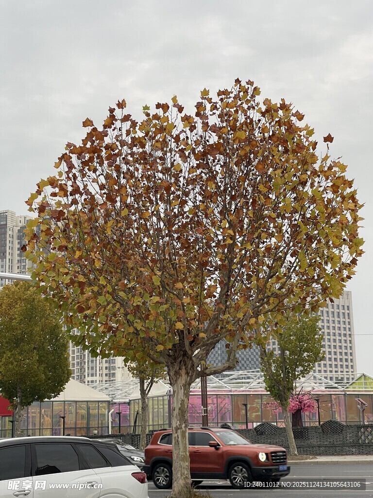 秋日街头大树与车辆景象