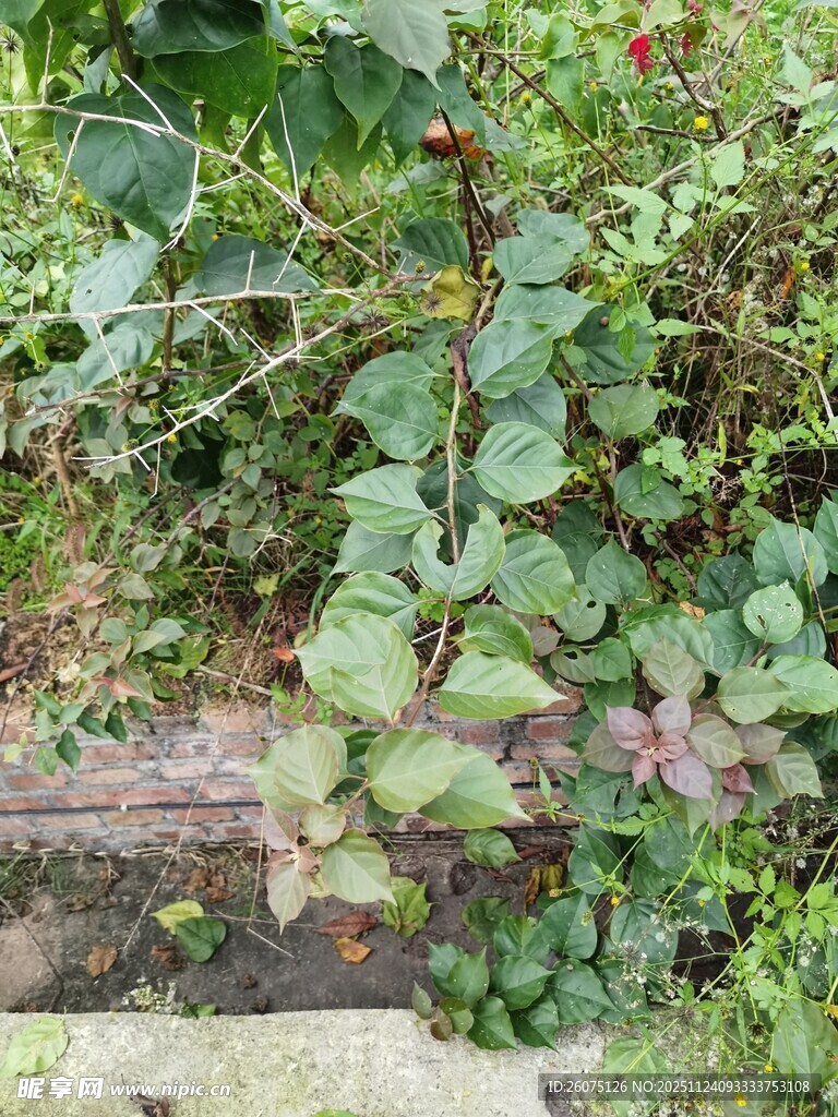 绿叶繁茂的植物景观
