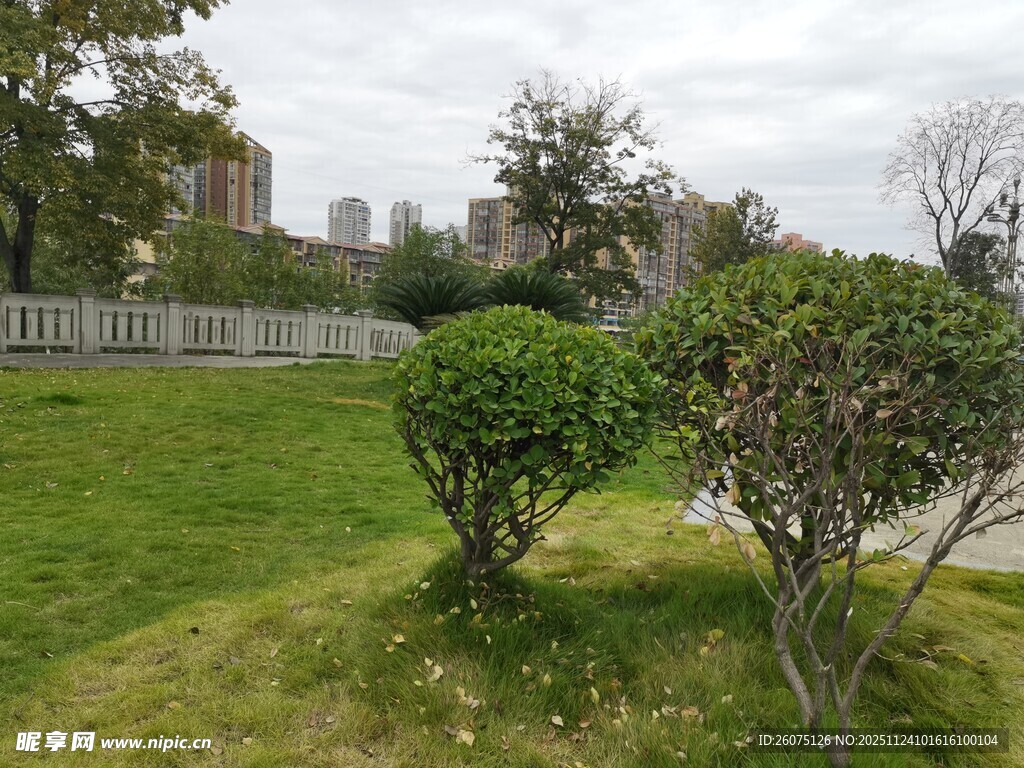 城市绿地中的灌木景观