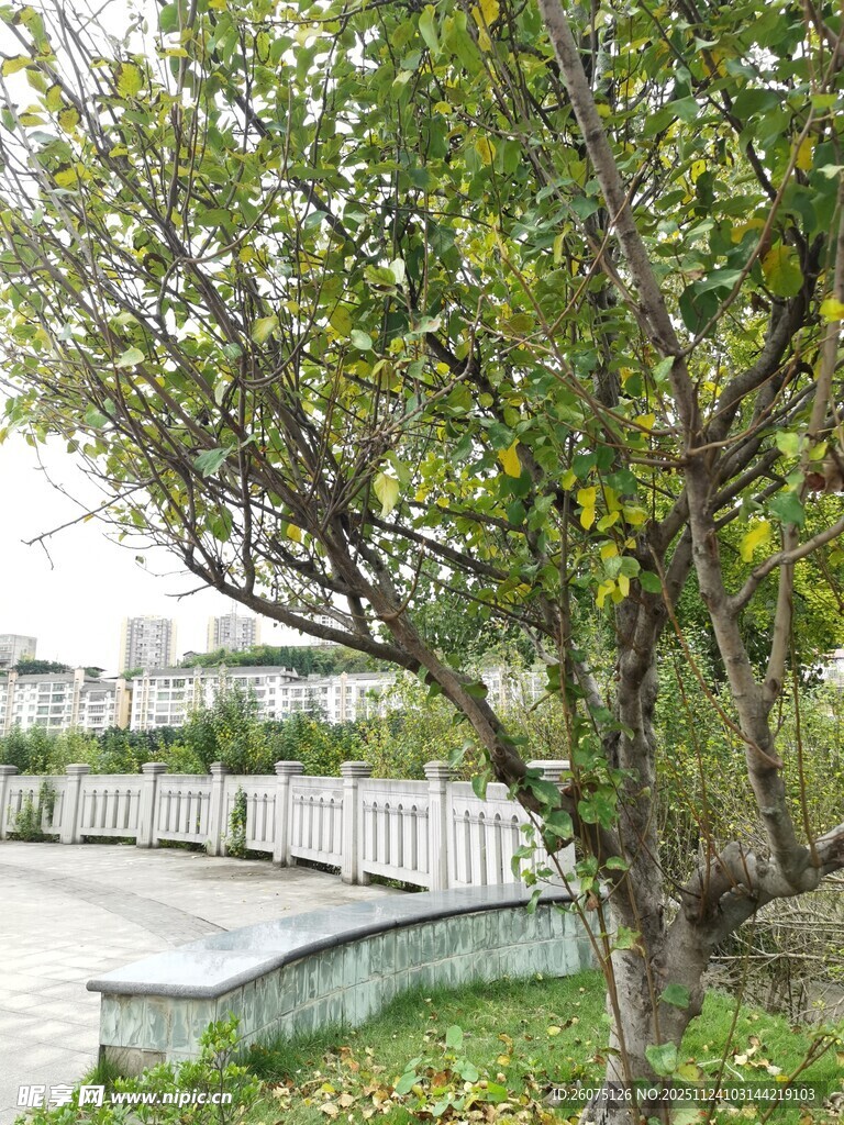 庭院中的葱郁树木景观