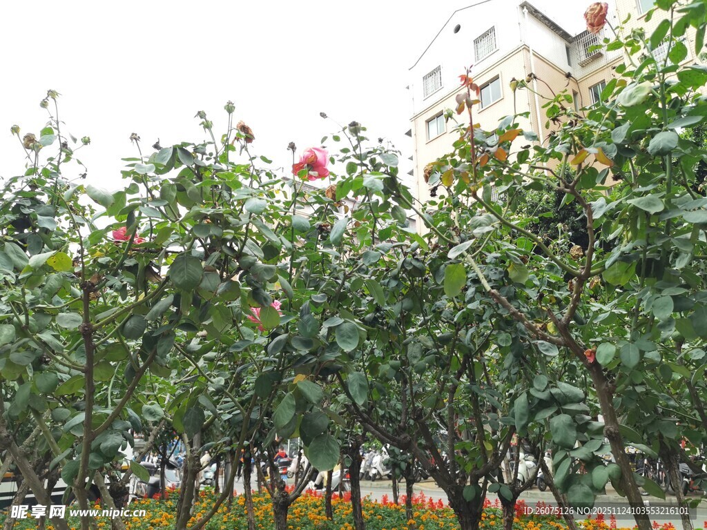 果园中的繁茂果树