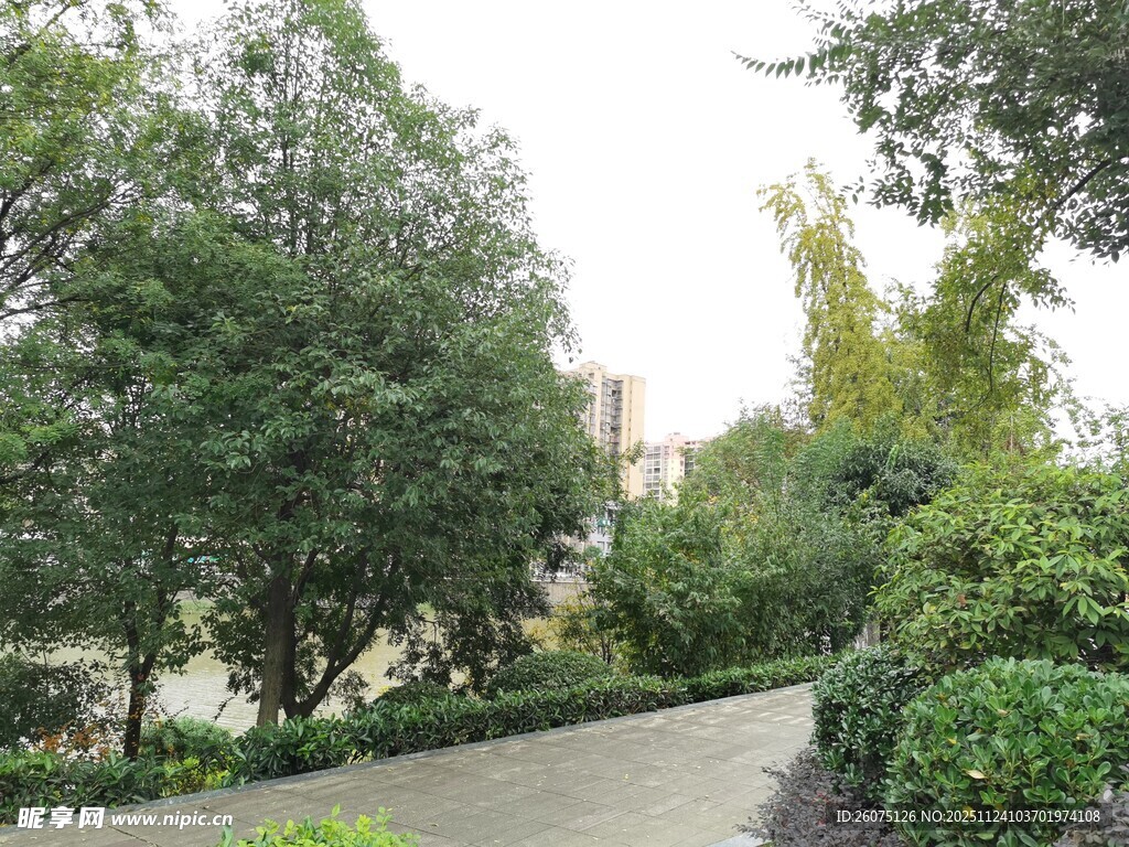 林荫小道绿意盎然的景致