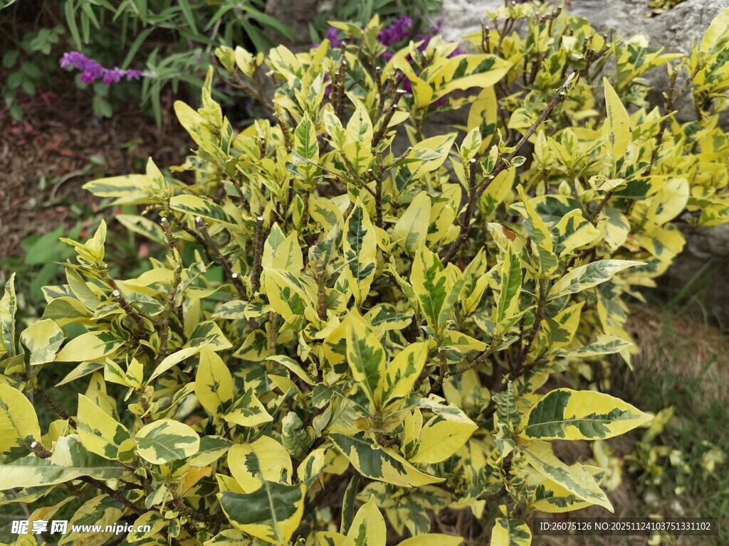 黄绿相间的斑斓叶片植物