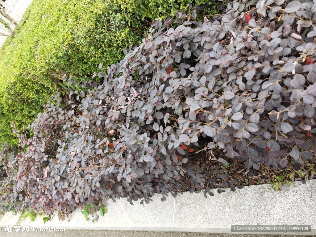 墙边堆积的紫黑色果实