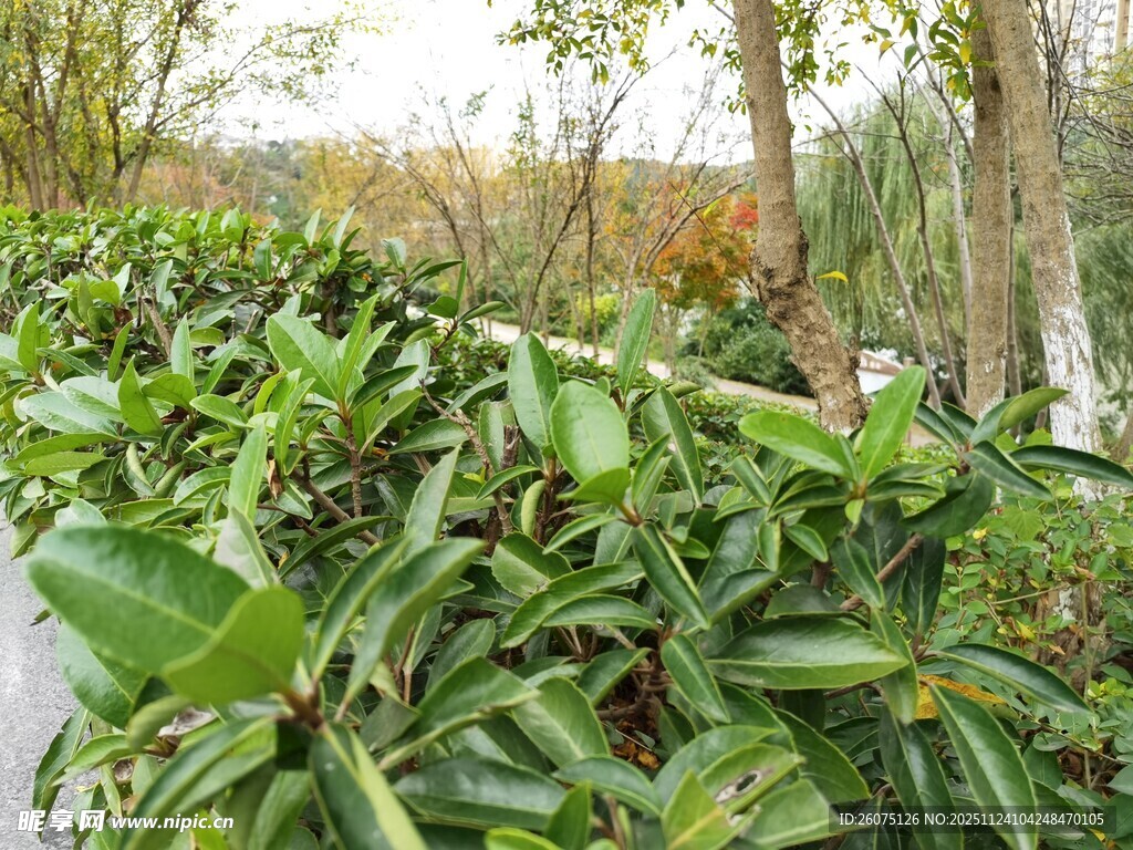 繁茂水生植物景观