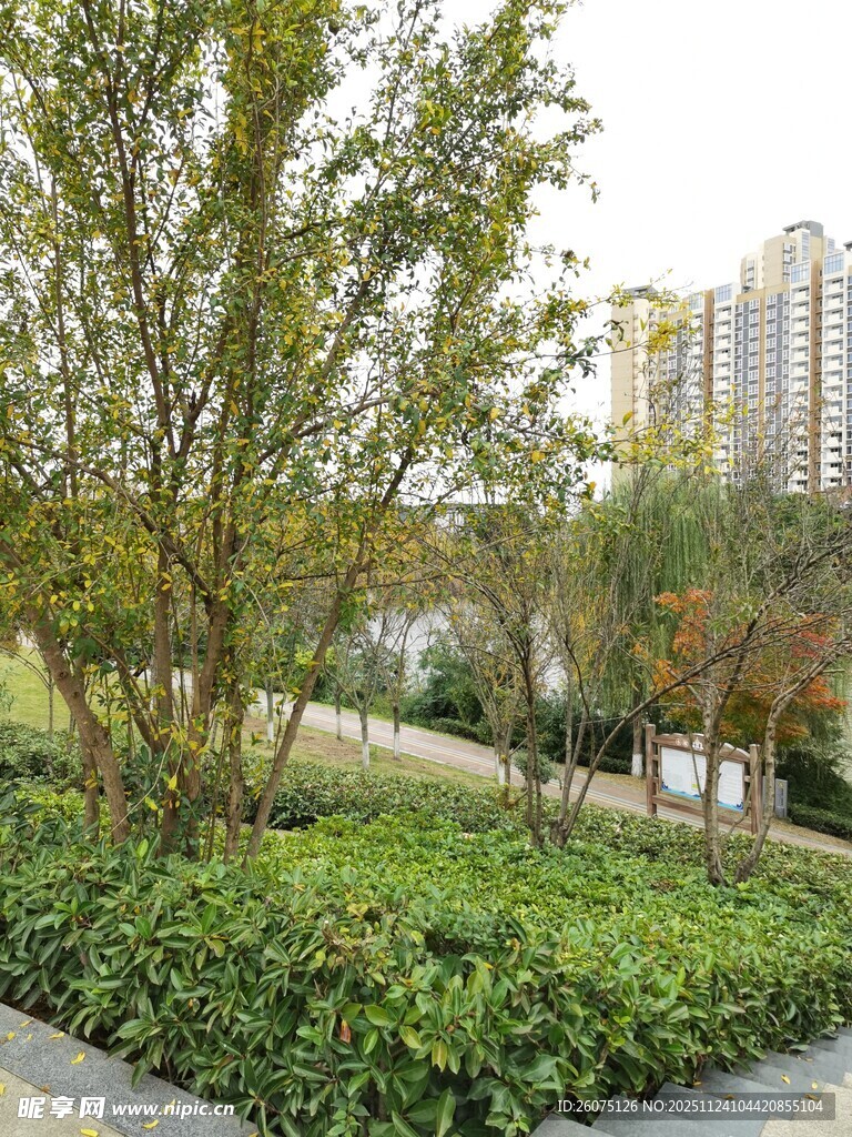 城市中的绿植景观
