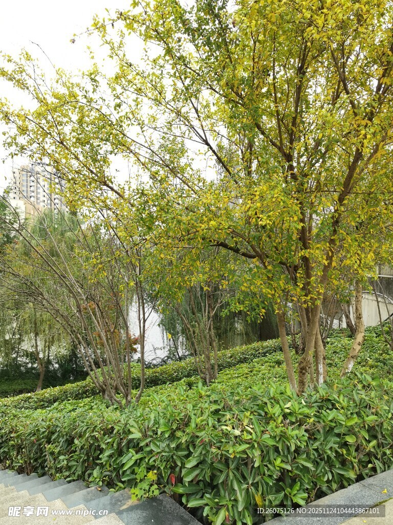 绿意盎然的园林景观