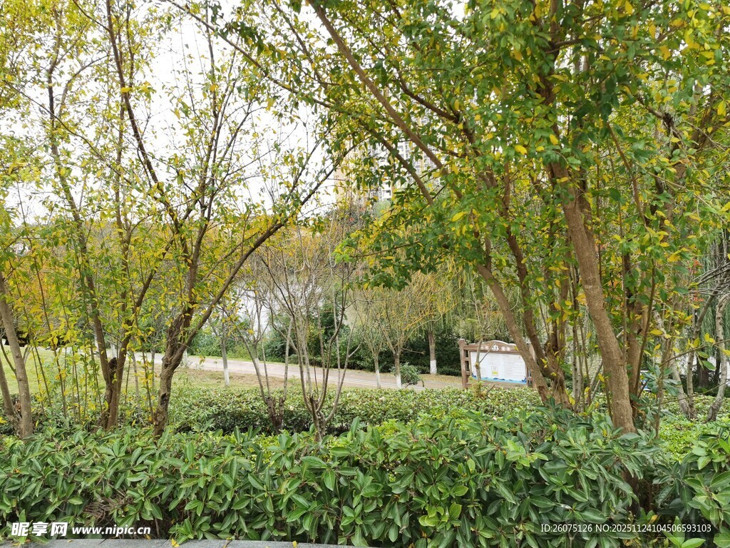 秋日林间绿意景观