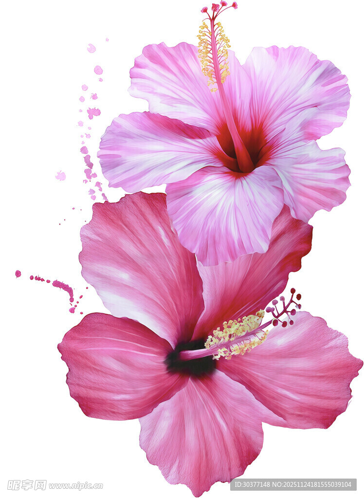 娇艳粉色木槿花绽放