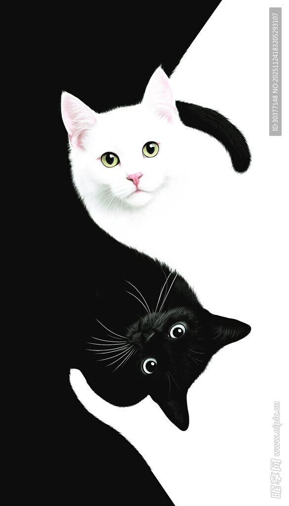 黑白双猫的可爱瞬间