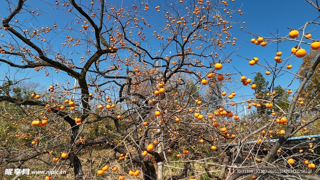 秋日柿林中人赏满树柿子