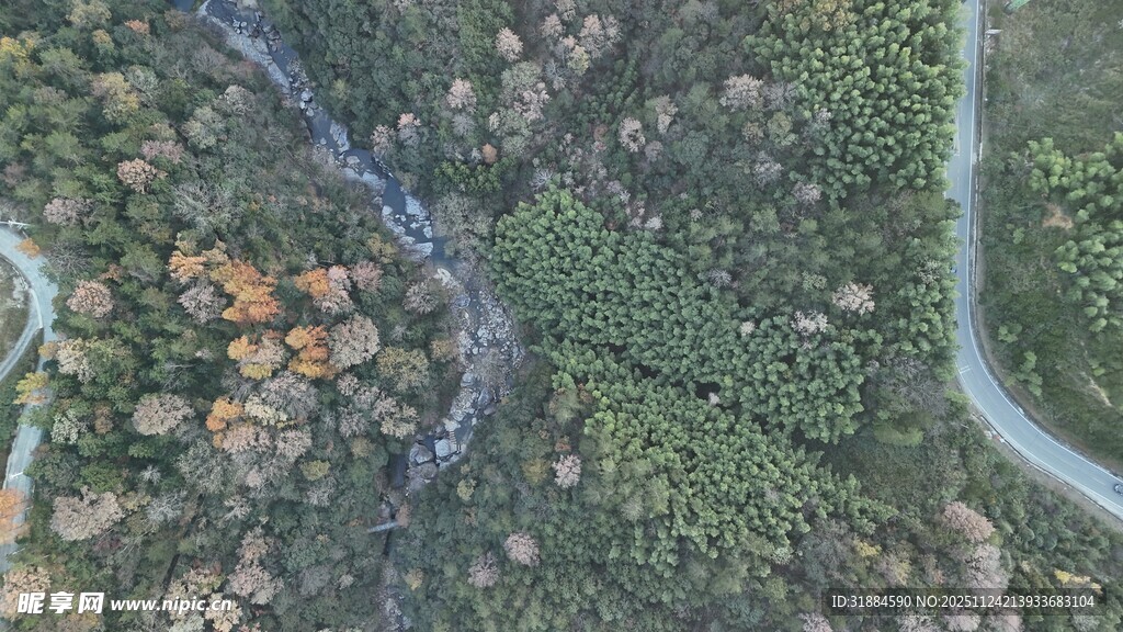 空中俯瞰蜿蜒绿植景观