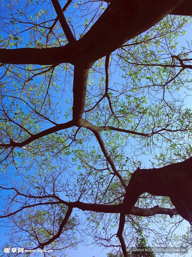 仰观树枝与蓝天美景