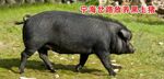 黑猪漫步草地