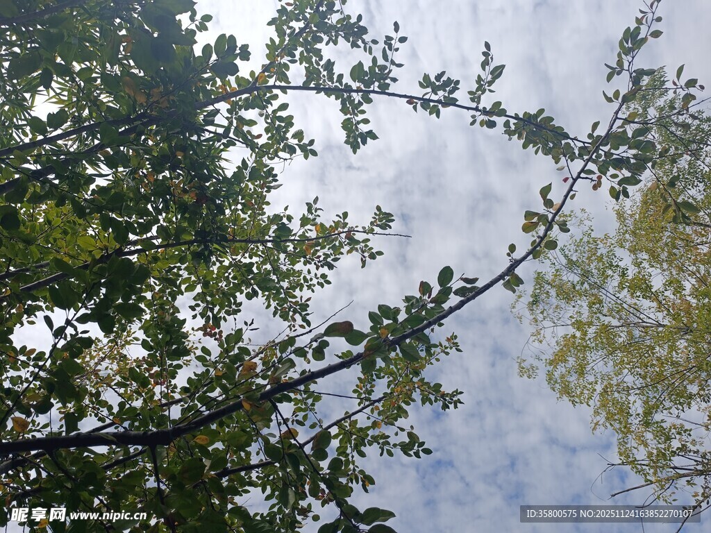 仰视树枝与天空的景致