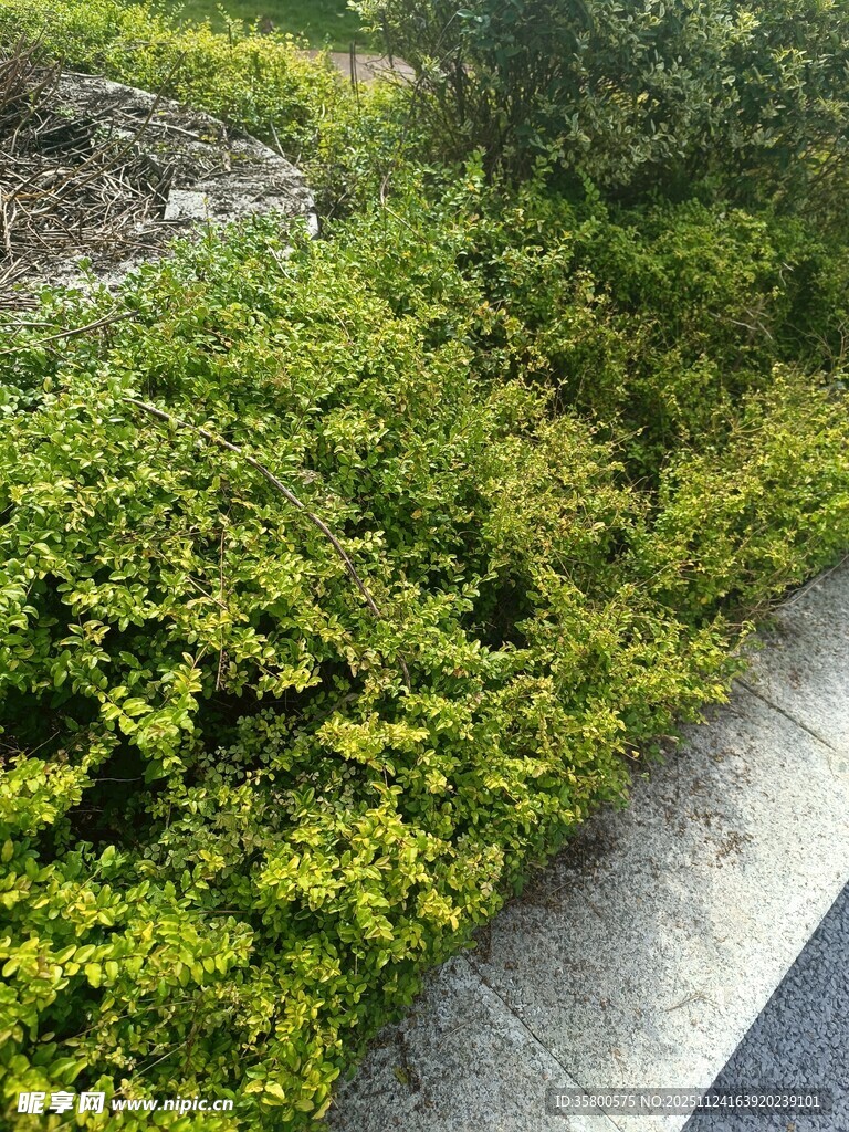 路边翠绿繁茂的灌木丛