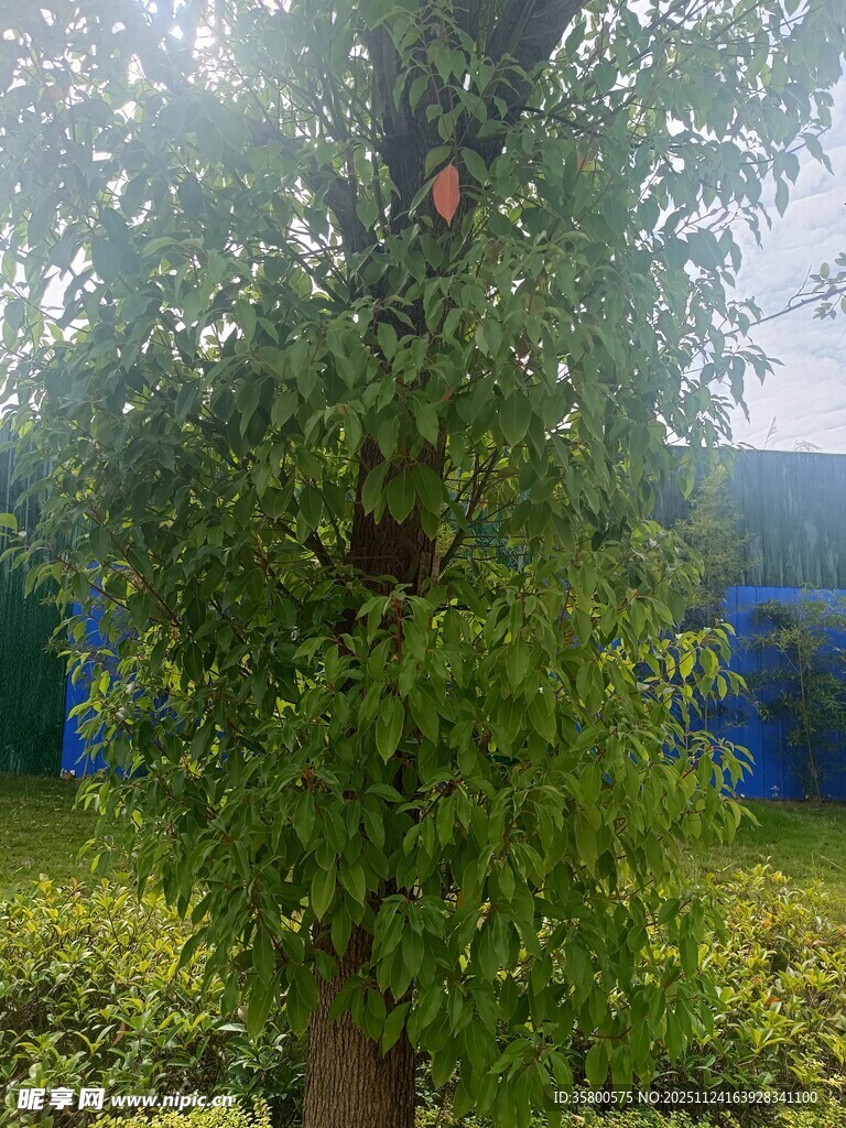 绿叶繁茂的树木