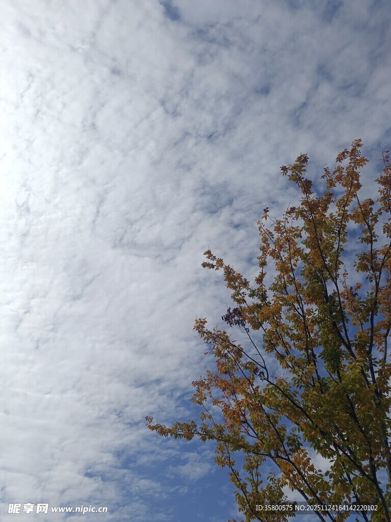 蓝天树梢间的秋日景致