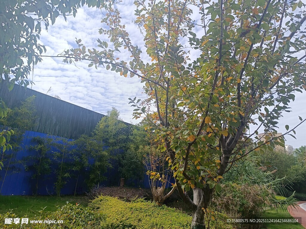 庭院中的绿树与周边景致