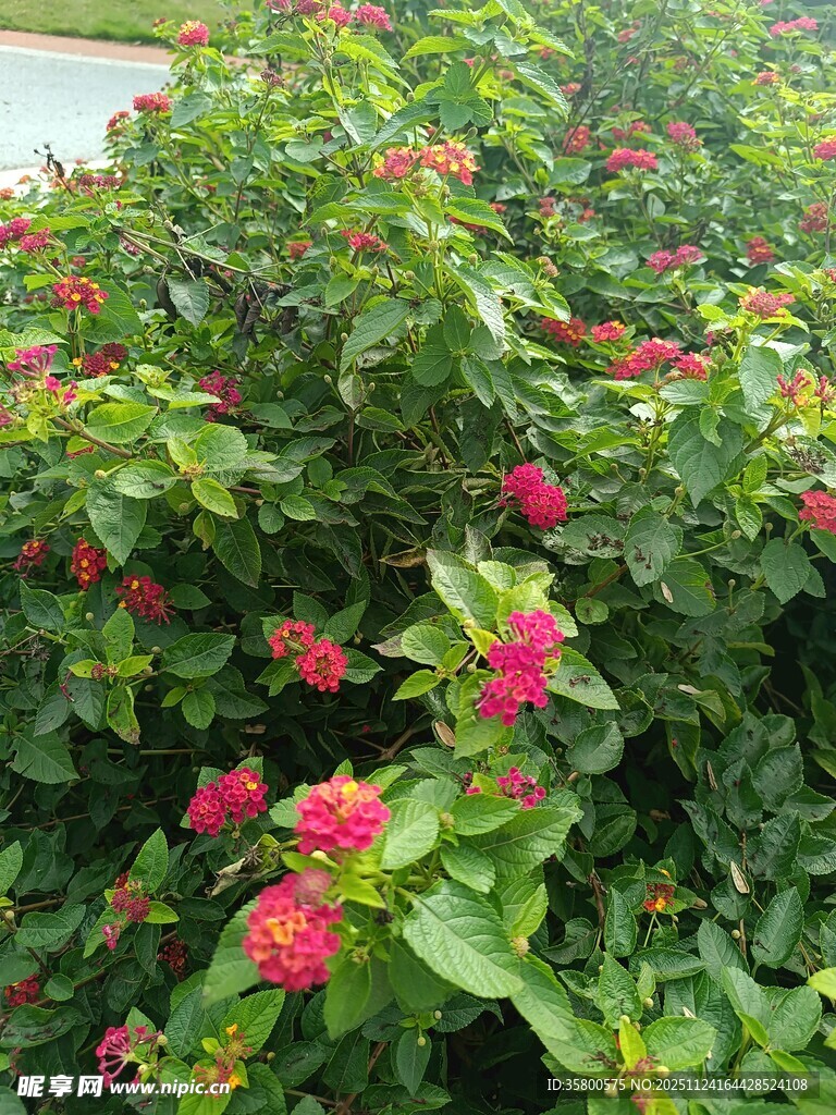 绿叶丛中绽放的鲜艳花朵