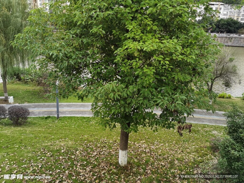 路边绿树清新自然景致