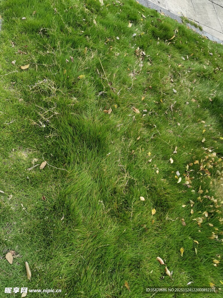 翠绿草地生机盎然