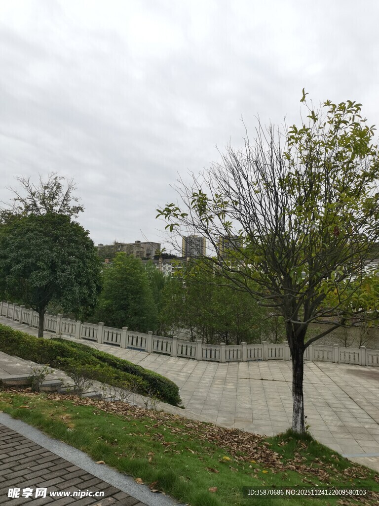 户外静谧的树木与道路景观