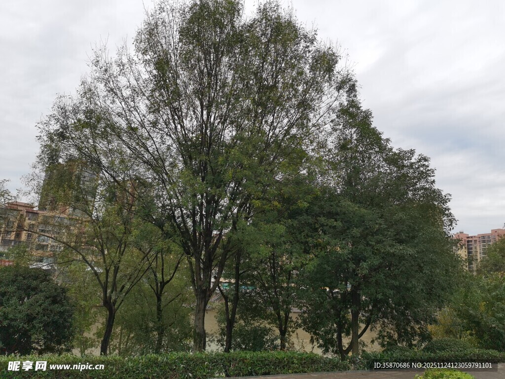 户外葱郁树木景观