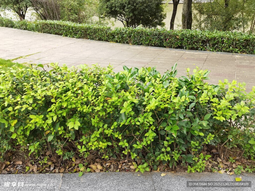 路边翠绿灌木丛