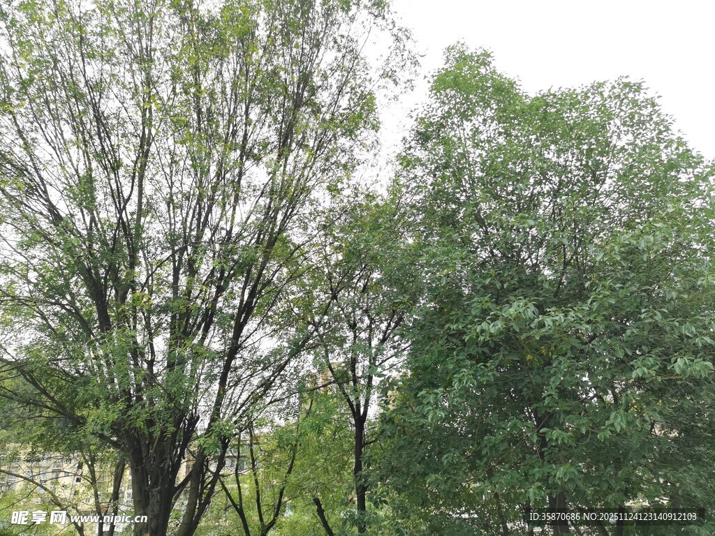 户外葱郁树木景观