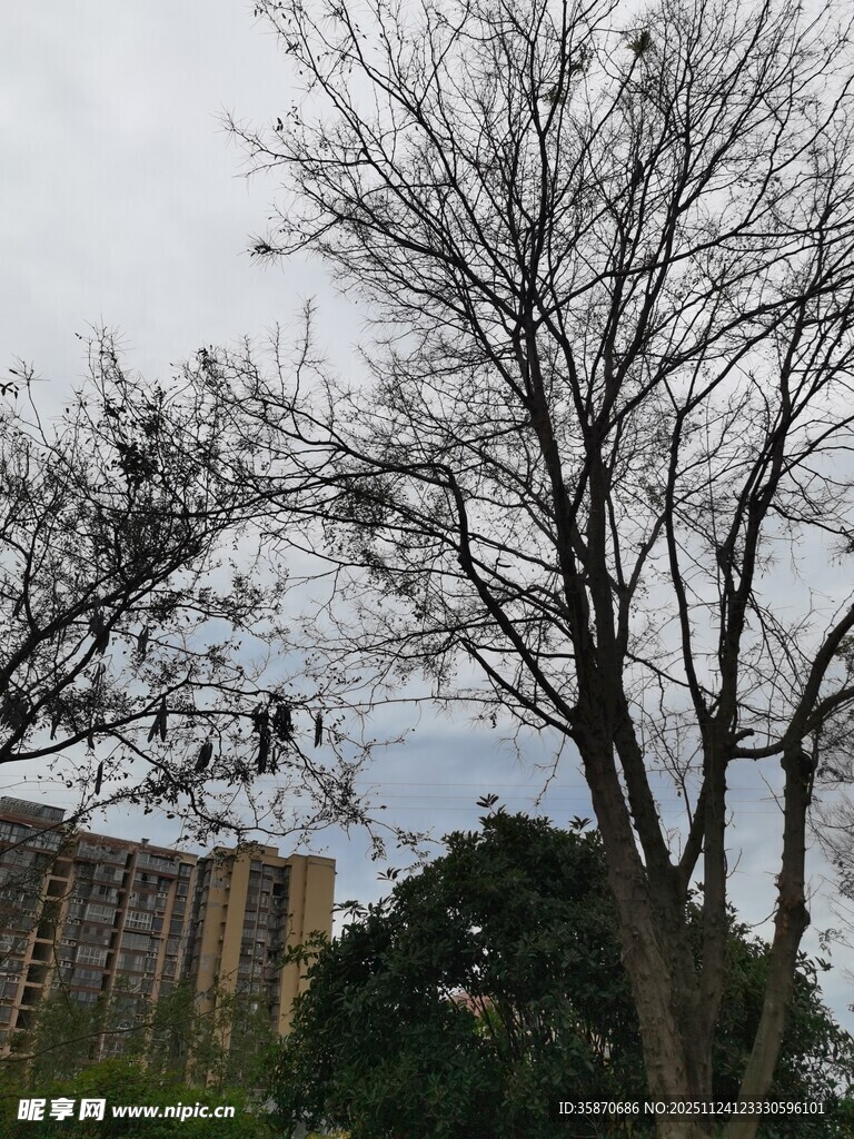 冬日枯树与远处建筑