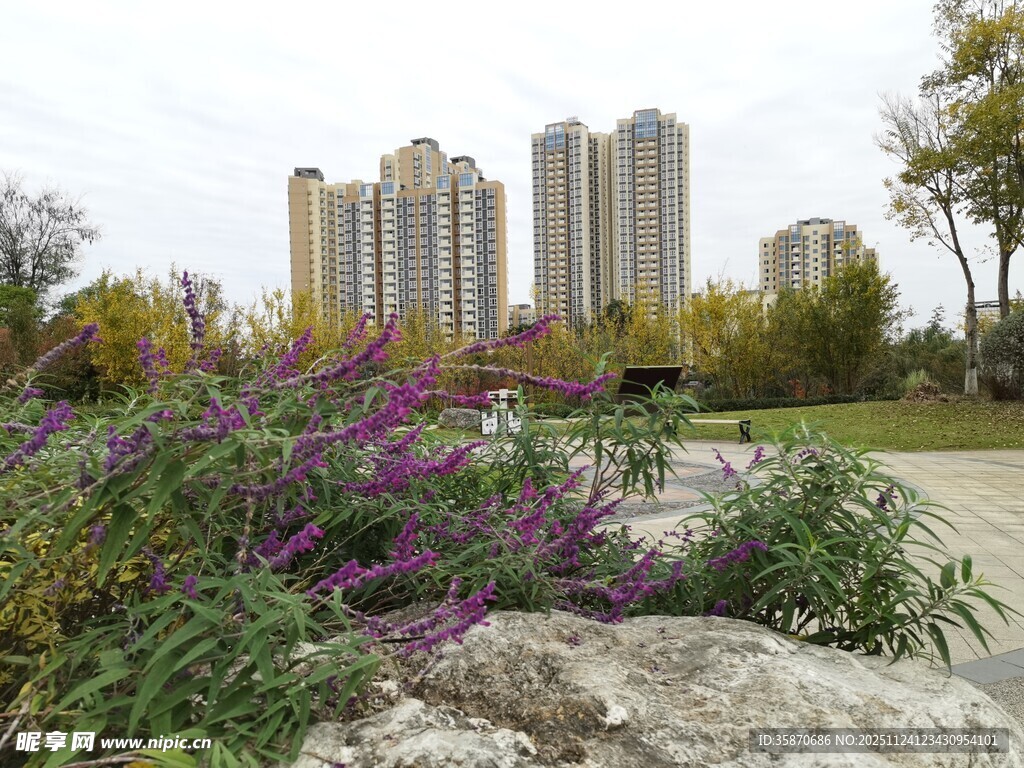 城市公园中的花草与高楼