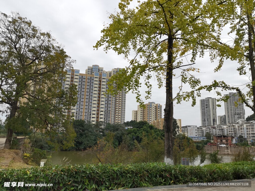 城市公园中的树木与建筑