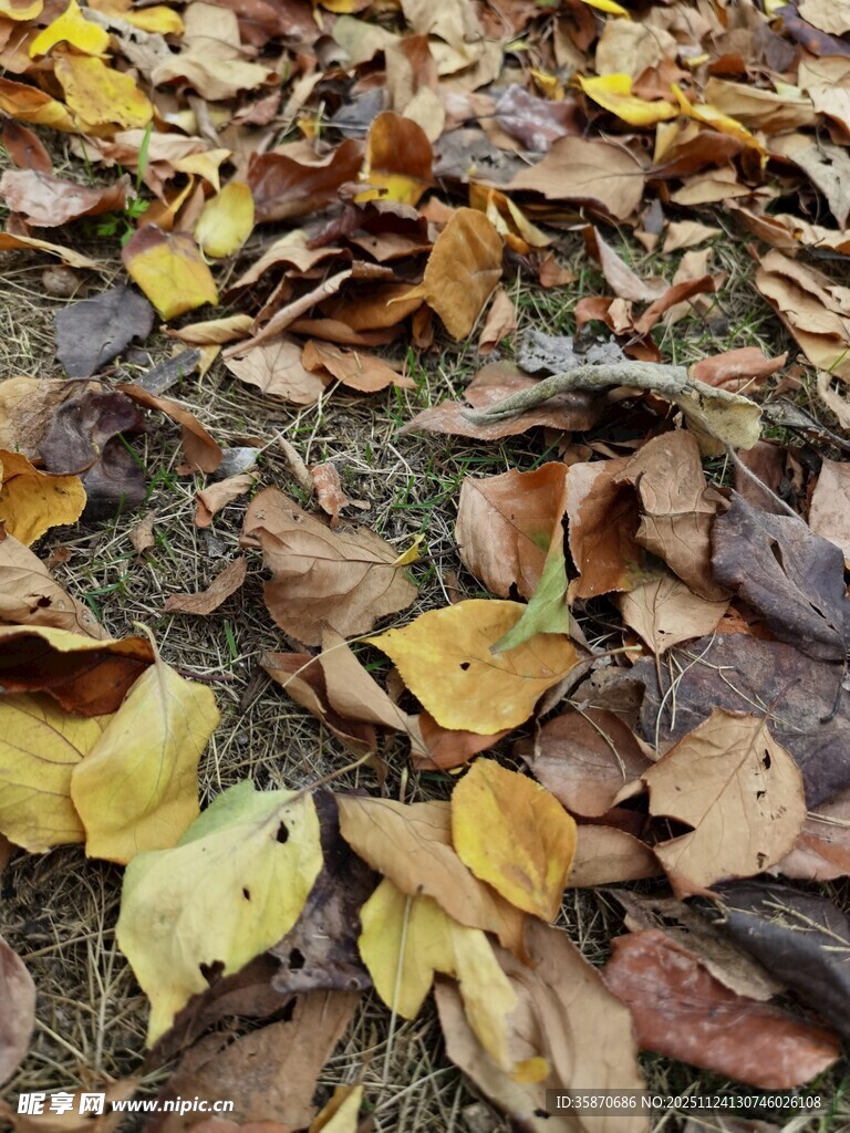 秋日落叶铺满地面景象