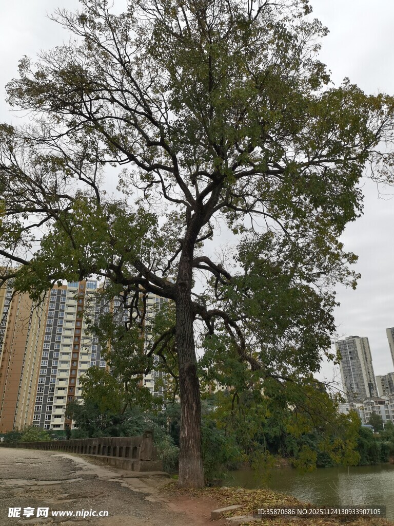 城市中孤独的大树