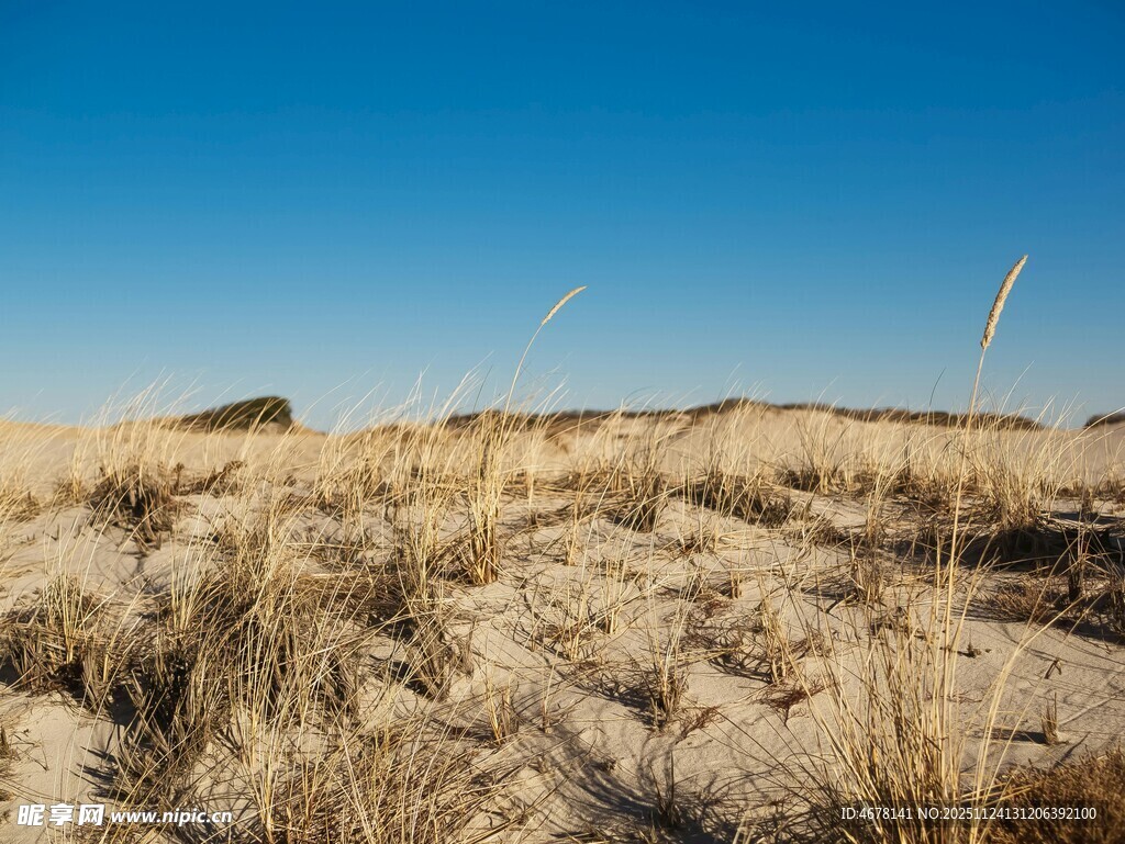 广袤沙地荒野景观