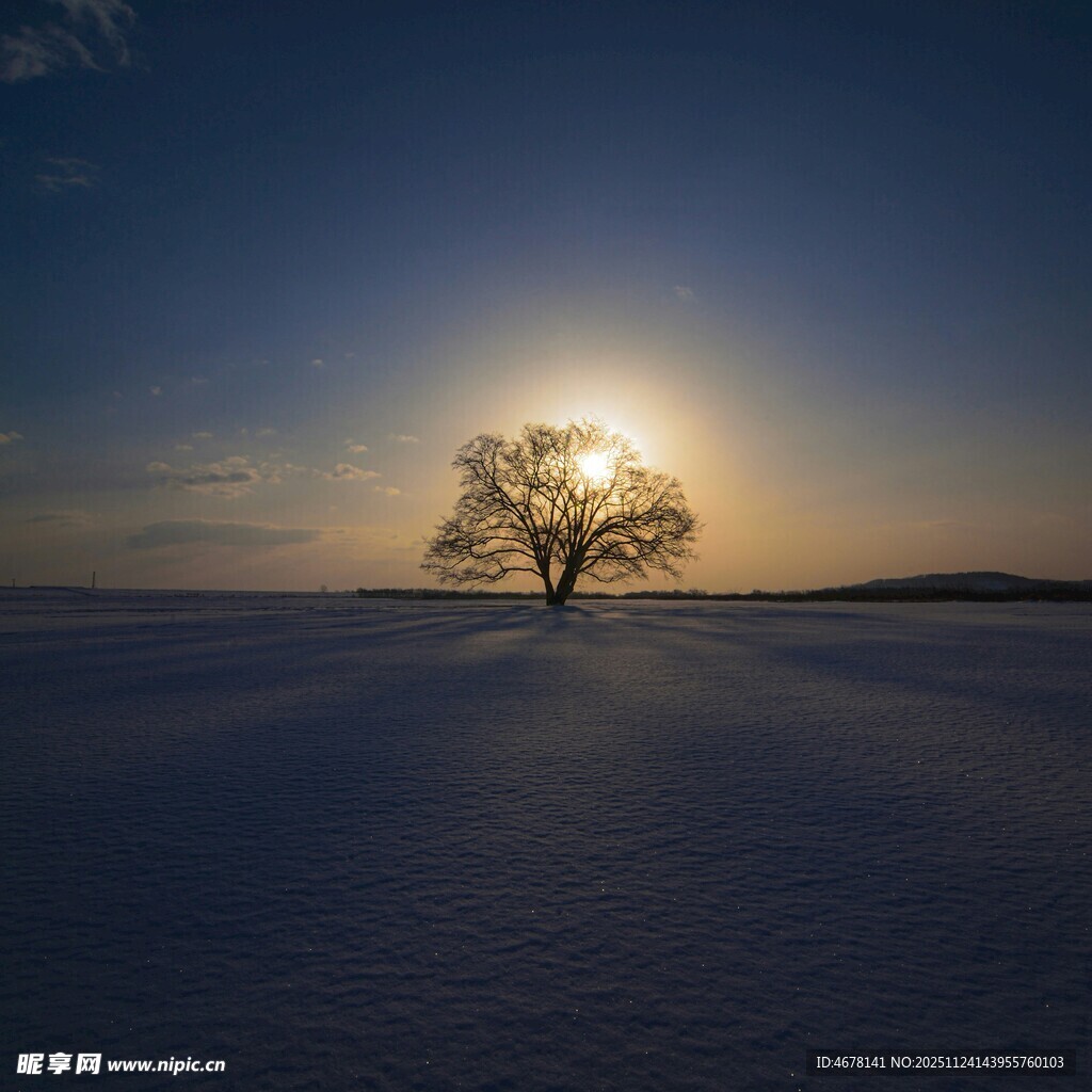 雪地孤树迎日出美景