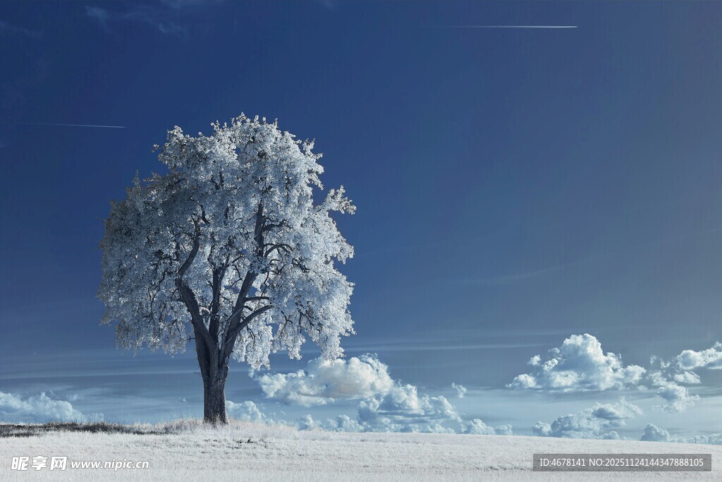 冬日孤树雪景